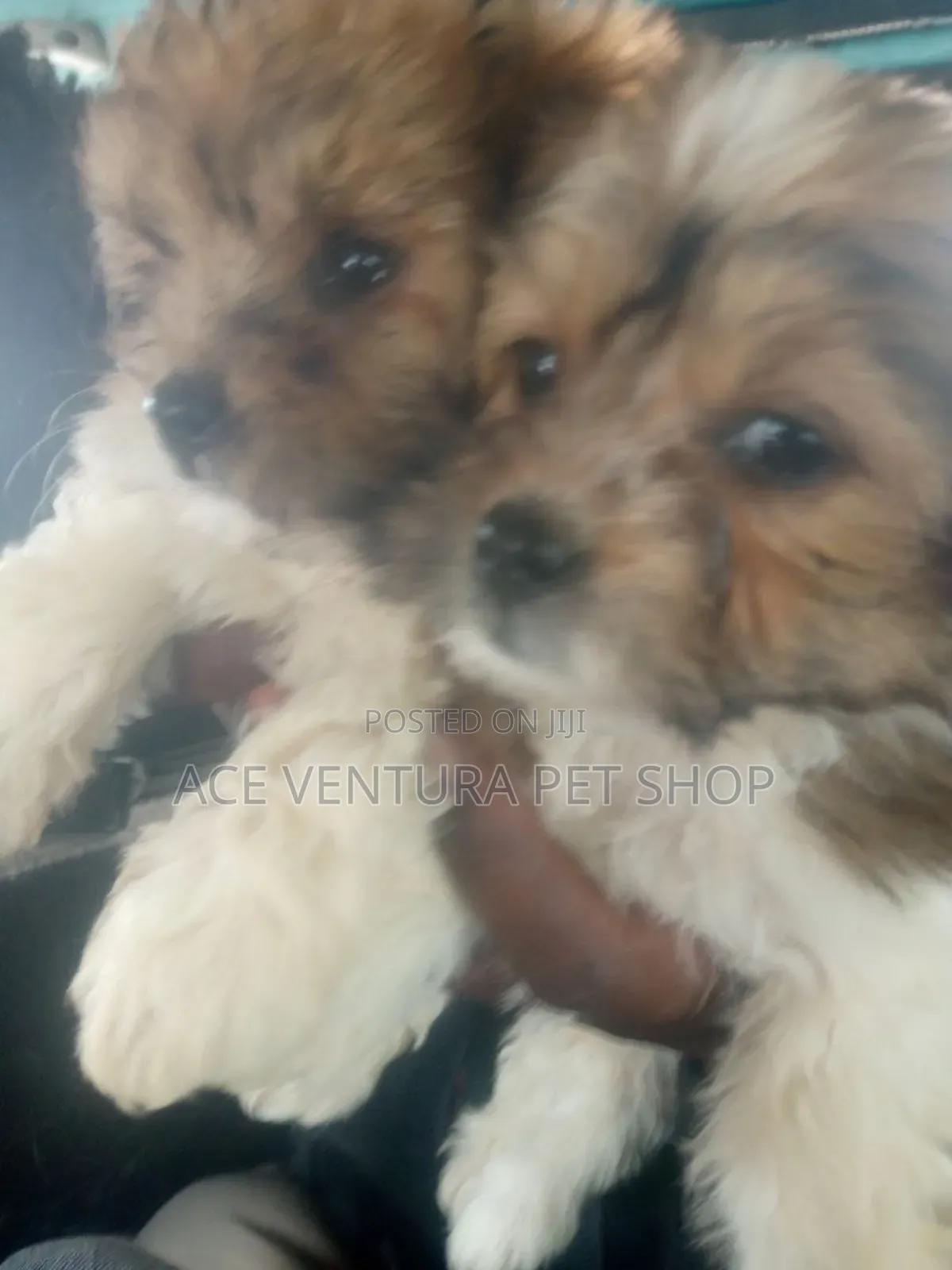 1-3 months Male Purebred Maltese