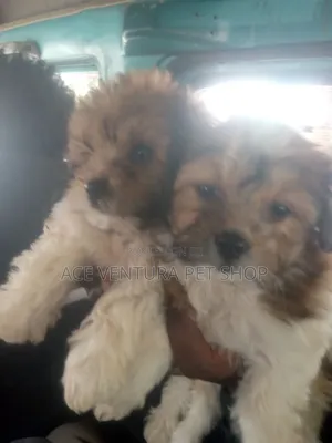 1-3 months Male Purebred Maltese