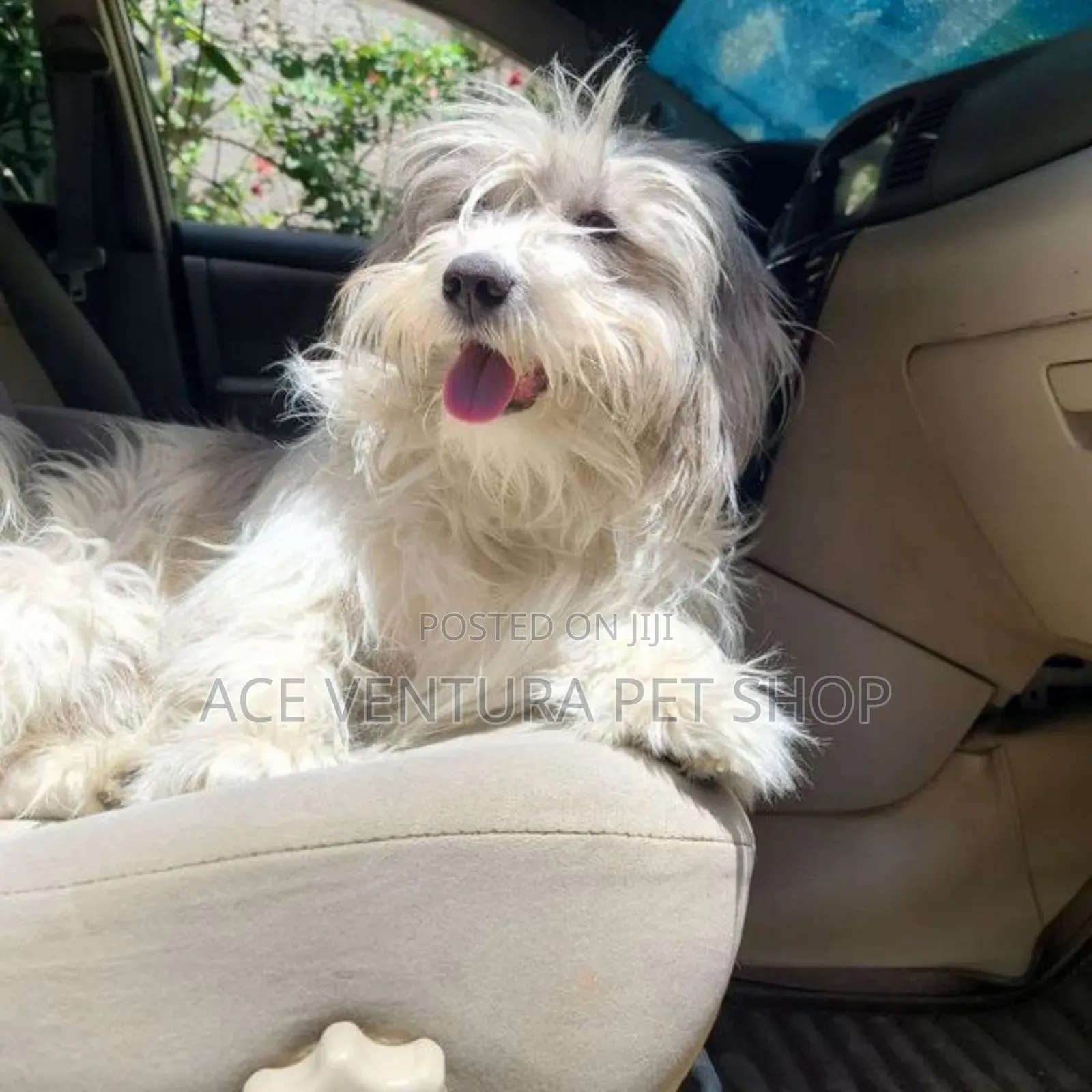 1-3 months Male Purebred Maltese