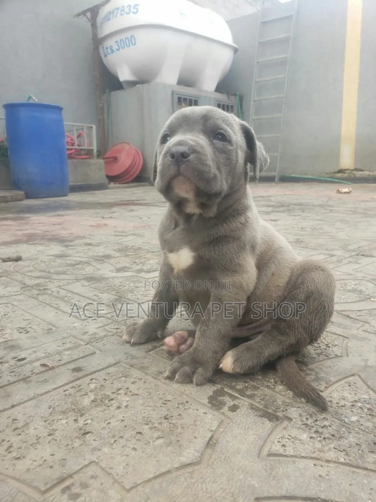 1-3 months Male Purebred American Pit Bull Terrier