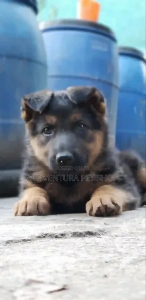 Photo - 1-3 months Male Purebred German Shepherd