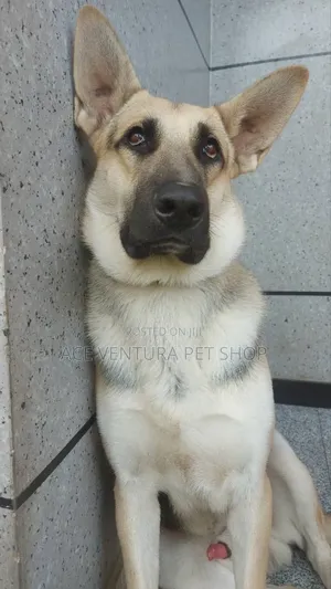 Photo - 1-3 months Male Purebred German Shepherd