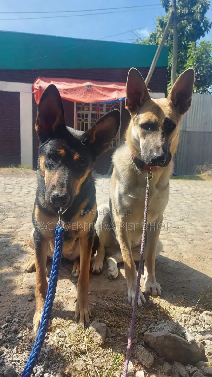 1-3 months Male Purebred German Shepherd