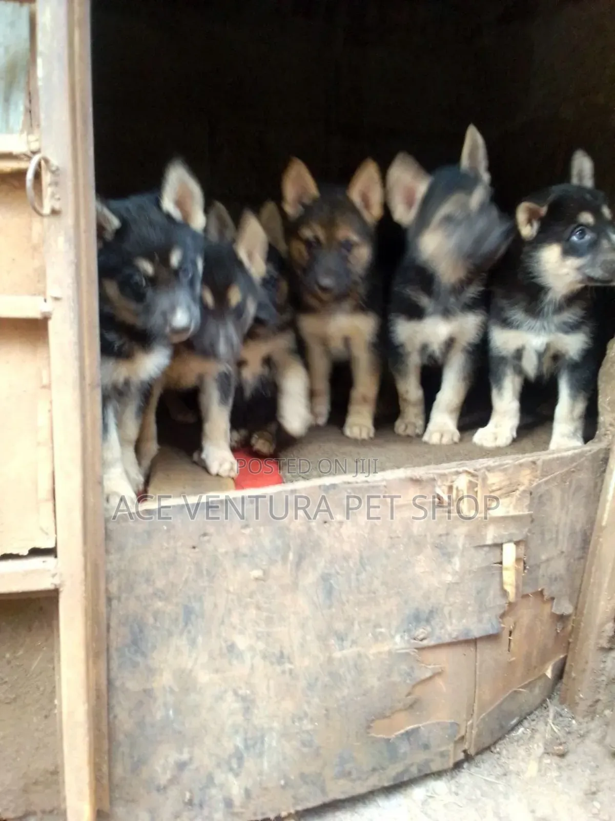 1-3 months Male Purebred German Shepherd