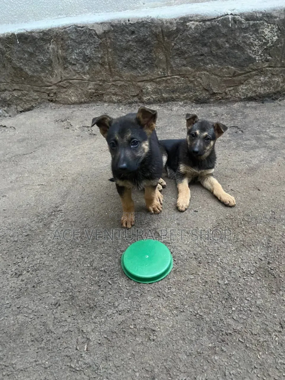 1-3 months Male Purebred German Shepherd