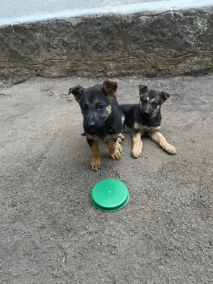 1-3 months Male Purebred German Shepherd