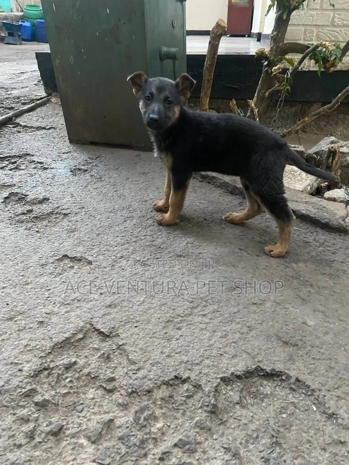 1-3 months Male Purebred German Shepherd