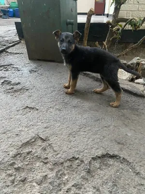 Photo - 1-3 months Male Purebred German Shepherd