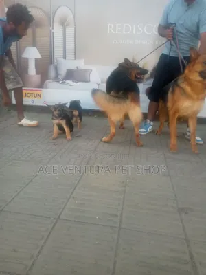 1-3 months Male Purebred German Shepherd