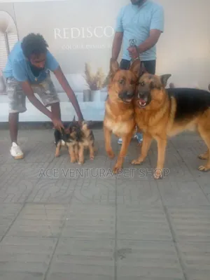 1-3 months Male Purebred German Shepherd