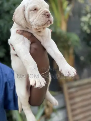 Photo - 1-3 months Male Purebred Bullmastiff