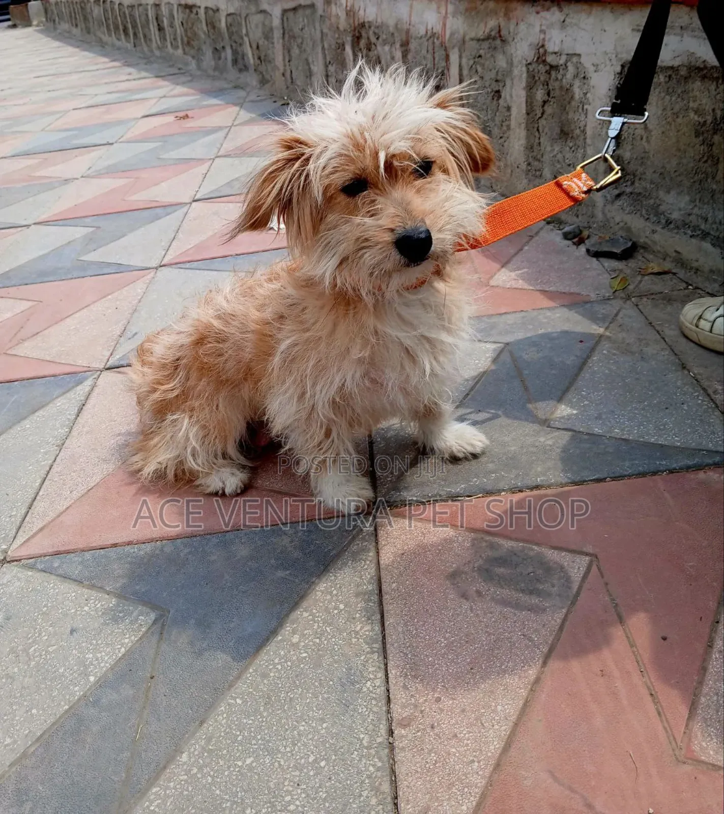 1-3 months Male Purebred Maltese