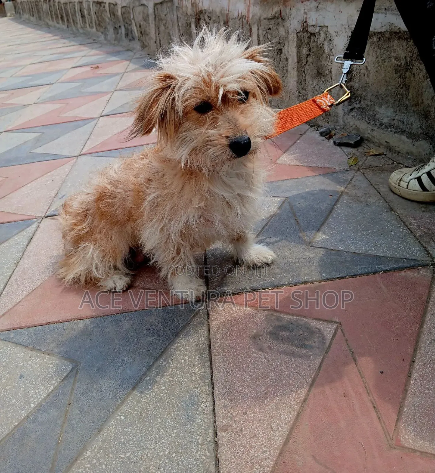 1-3 months Male Purebred Maltese