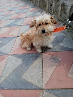 1-3 months Male Purebred Maltese