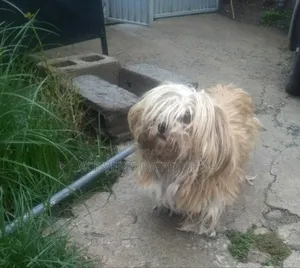 Photo - 1-3 months Male Purebred Maltese