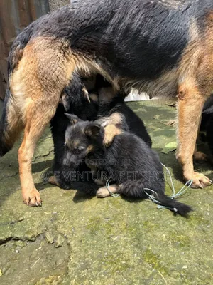 1-3 months Male Purebred German Shepherd