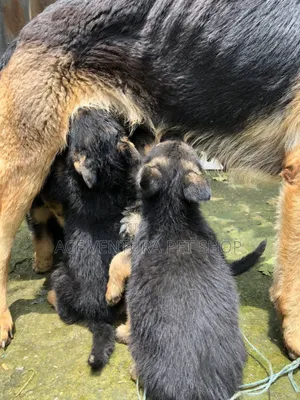 1-3 months Male Purebred German Shepherd