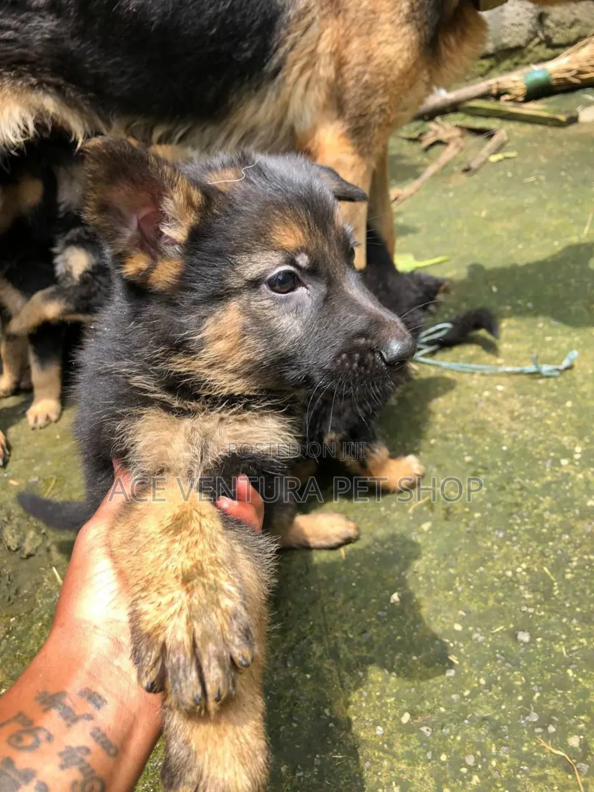 1-3 months Male Purebred German Shepherd