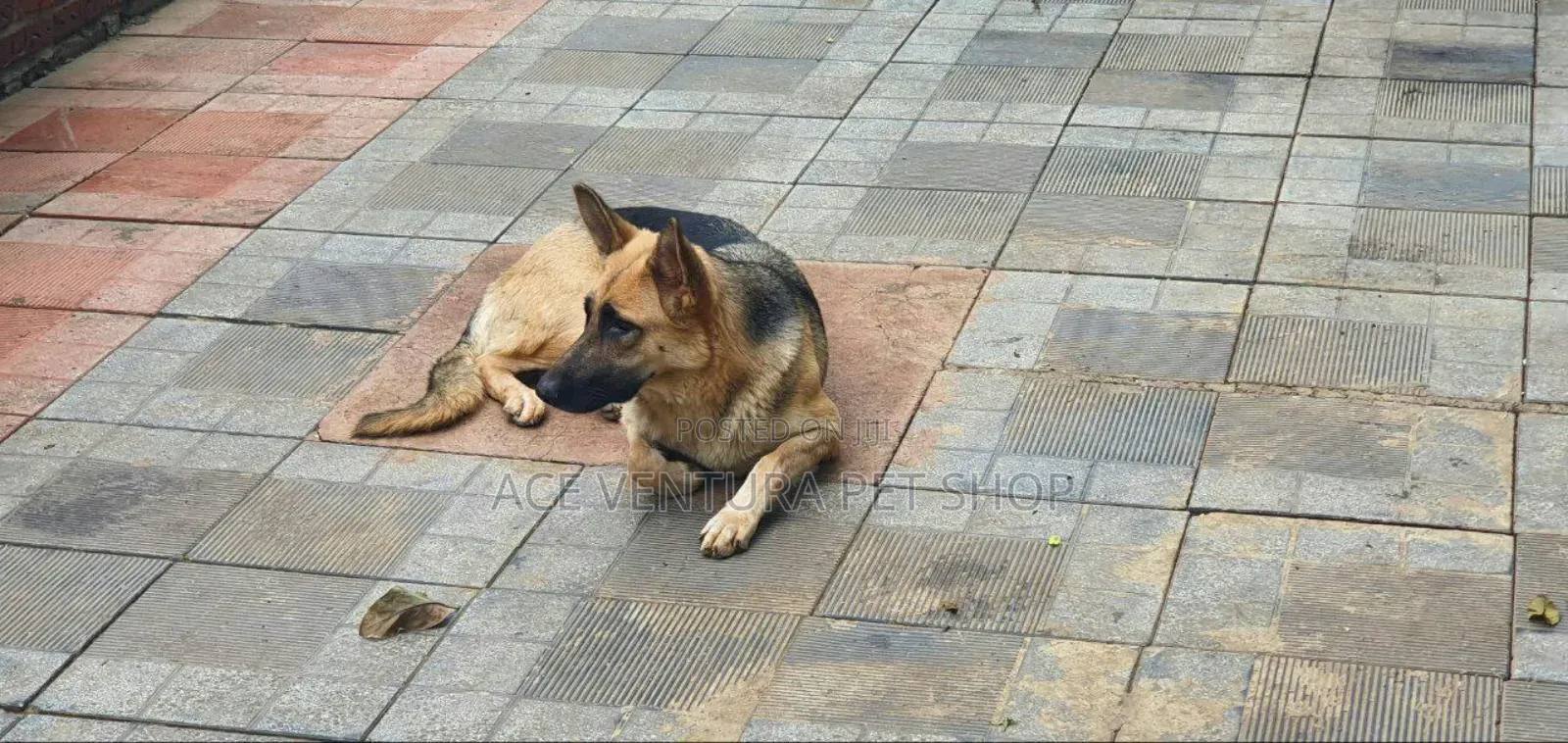 1-3 months Male Purebred German Shepherd