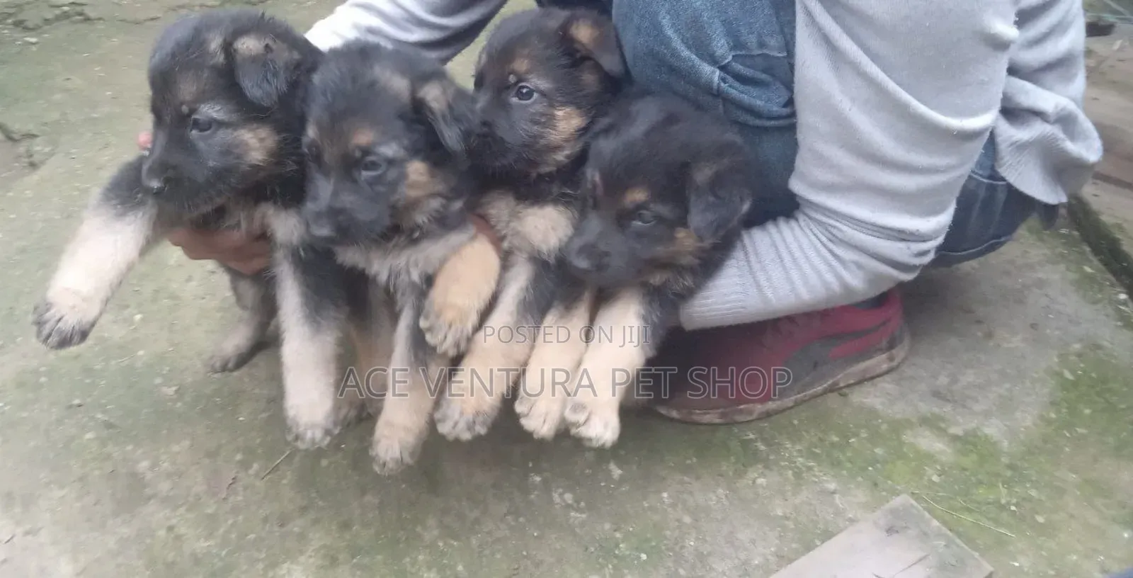 1-3 months Male Purebred German Shepherd