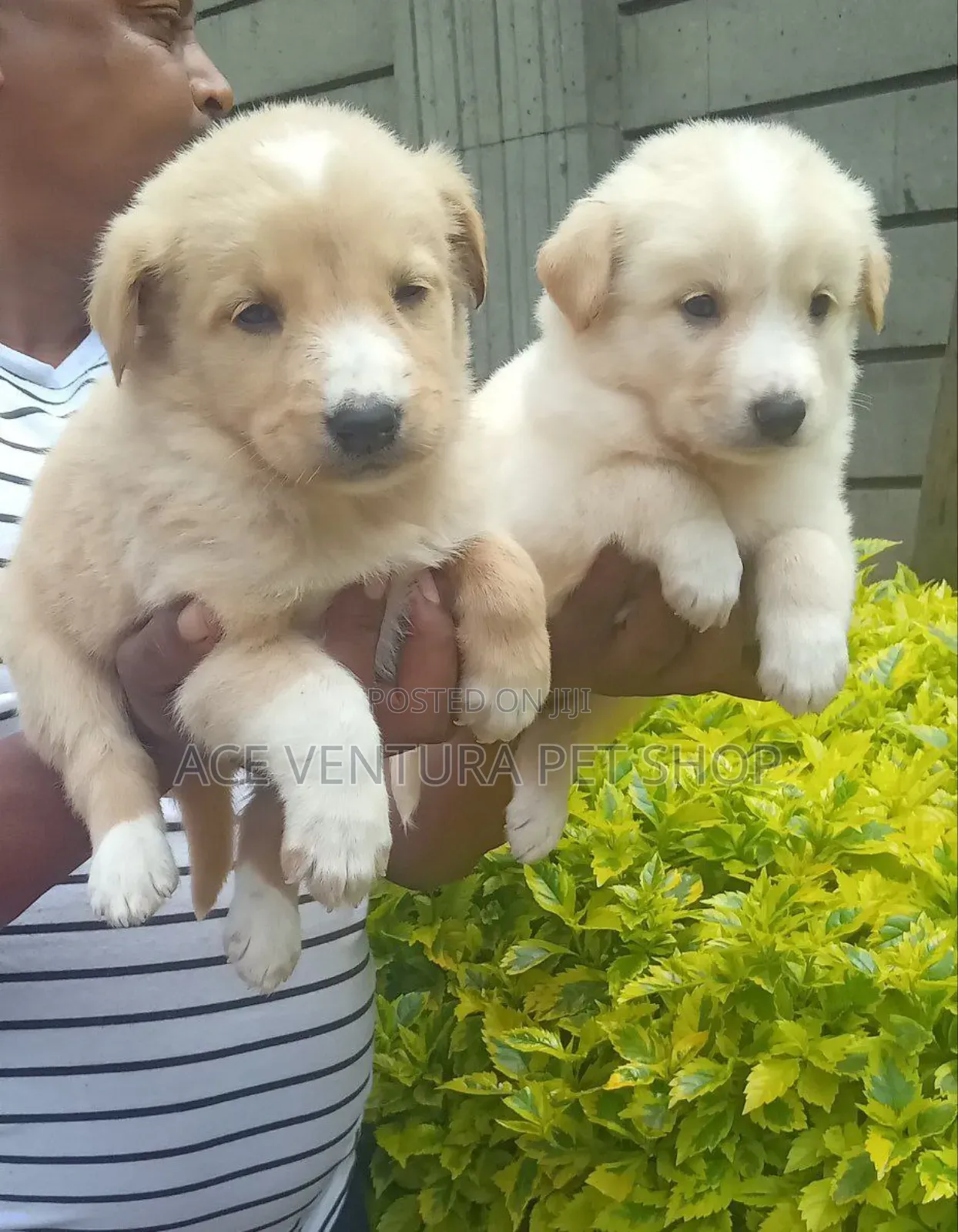 1-3 months Male Purebred Maltese