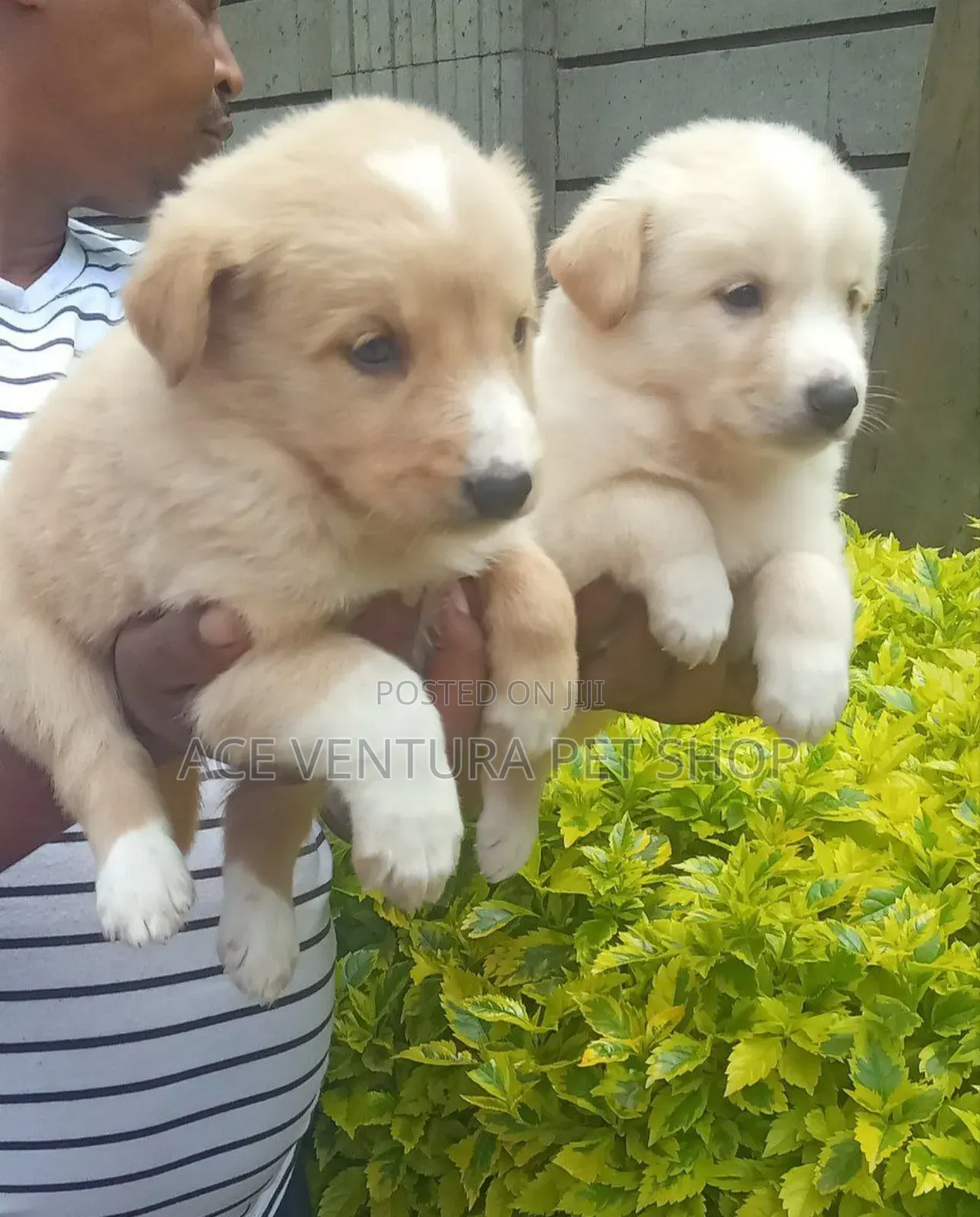 1-3 months Male Purebred Maltese