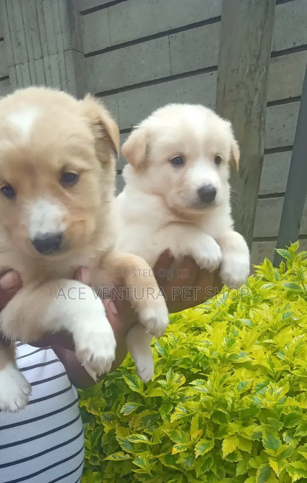 1-3 months Male Purebred Maltese