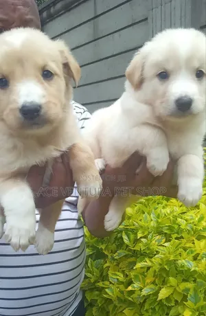 1-3 months Male Purebred Maltese