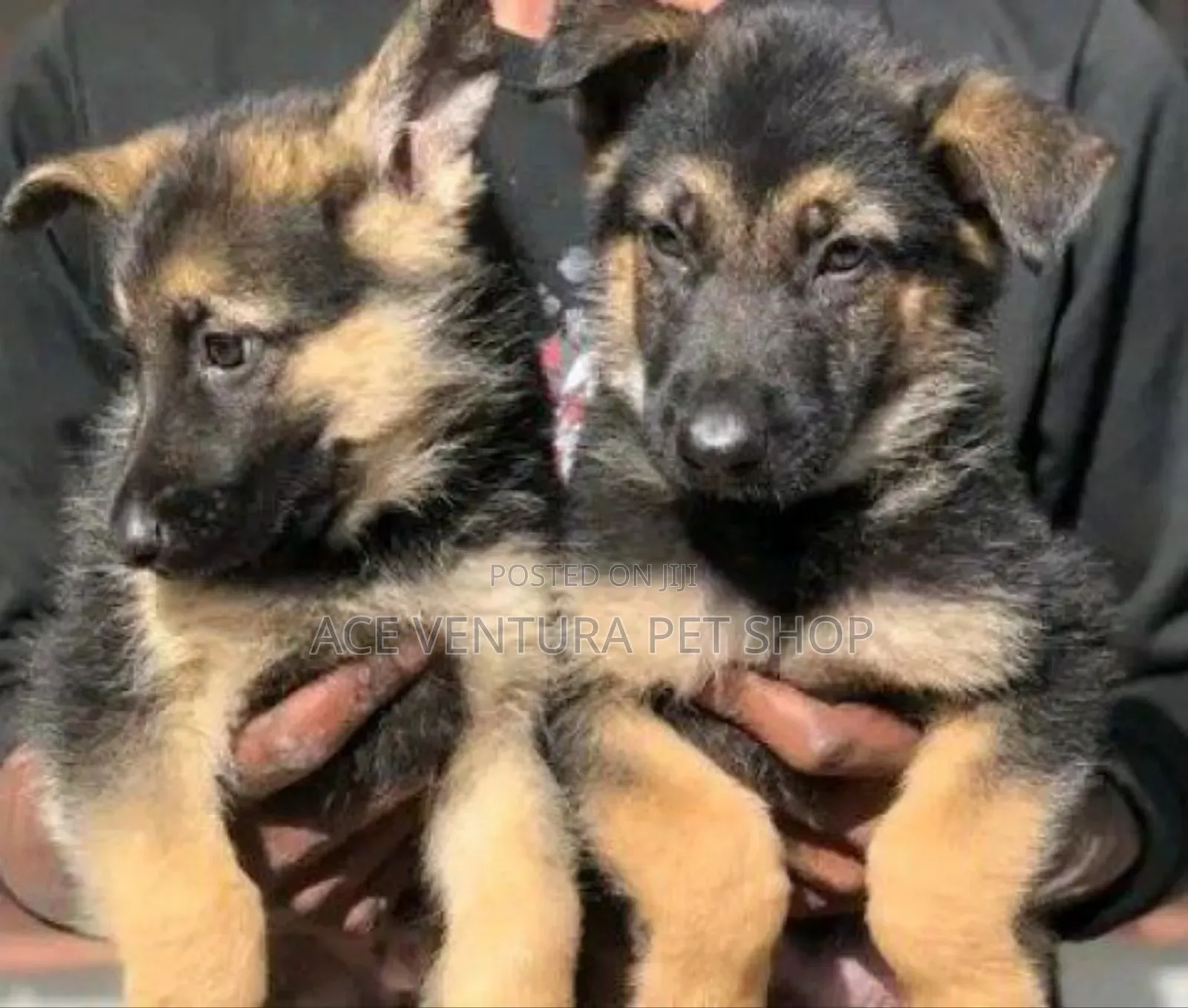 1-3 months Male Purebred German Shepherd