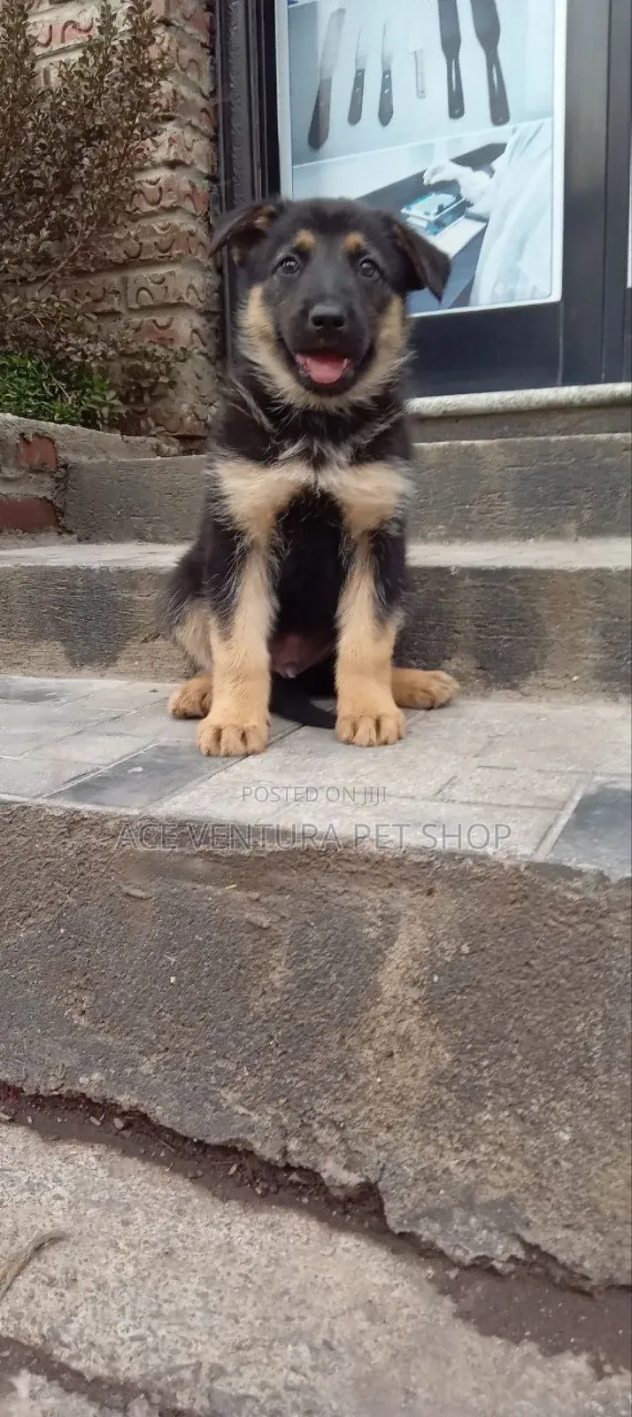 1-3 months Male Purebred German Shepherd