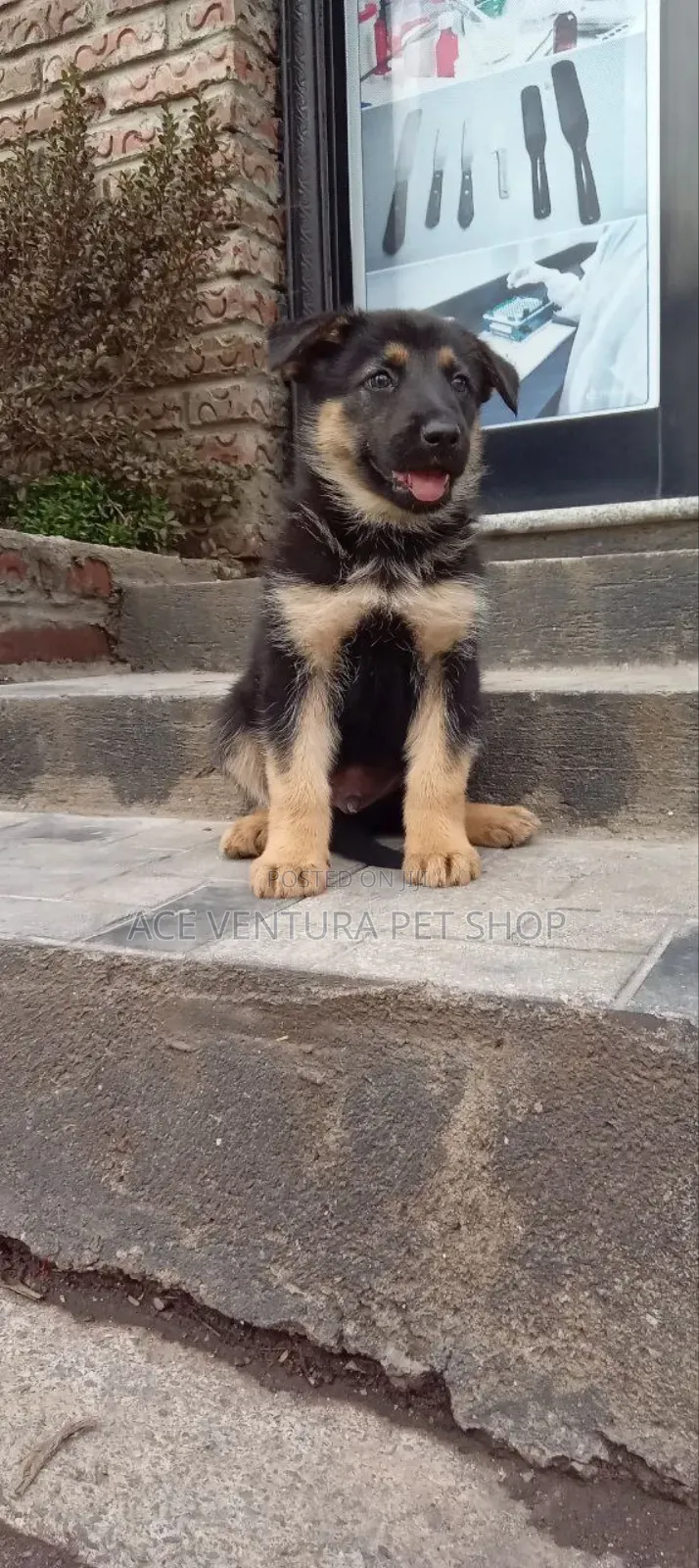 1-3 months Male Purebred German Shepherd