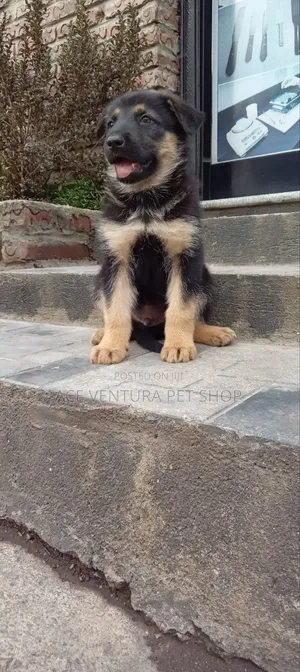 1-3 months Male Purebred German Shepherd