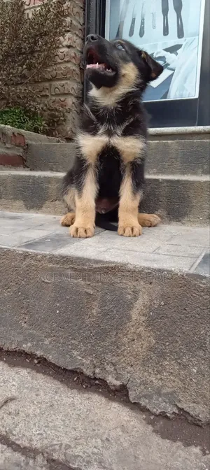 1-3 months Male Purebred German Shepherd