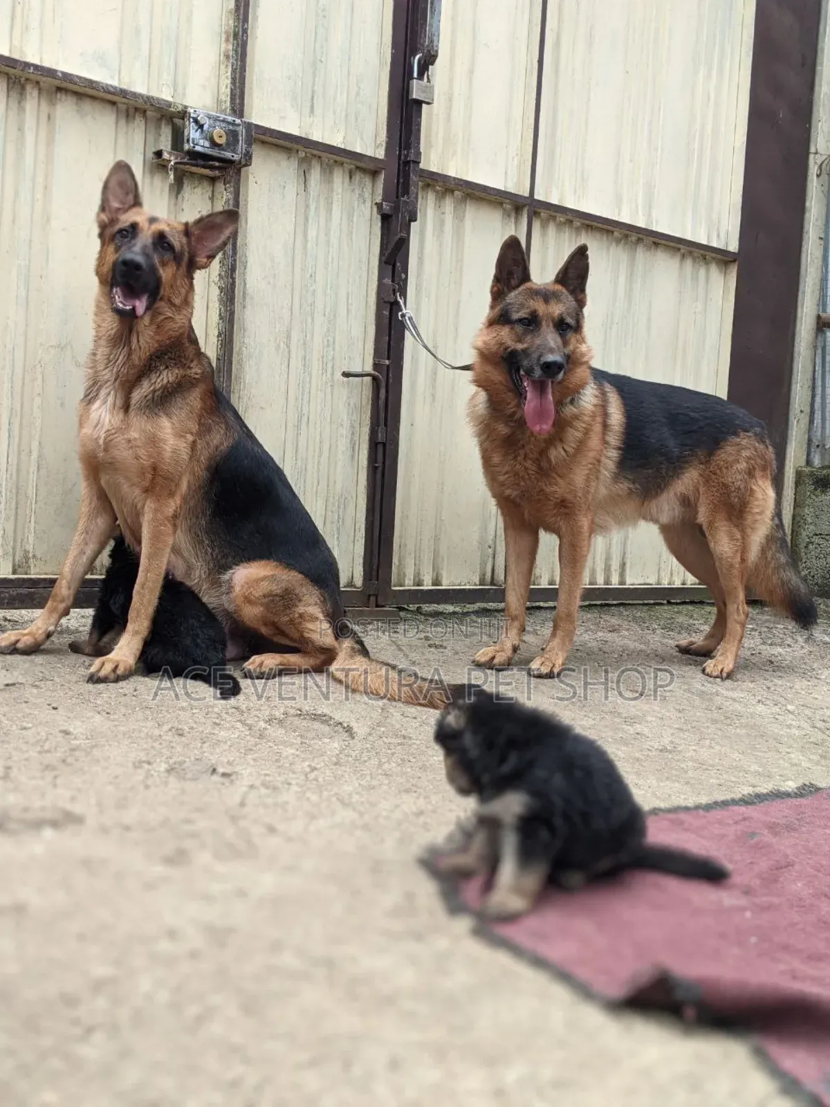 1-3 months Male Purebred German Shepherd