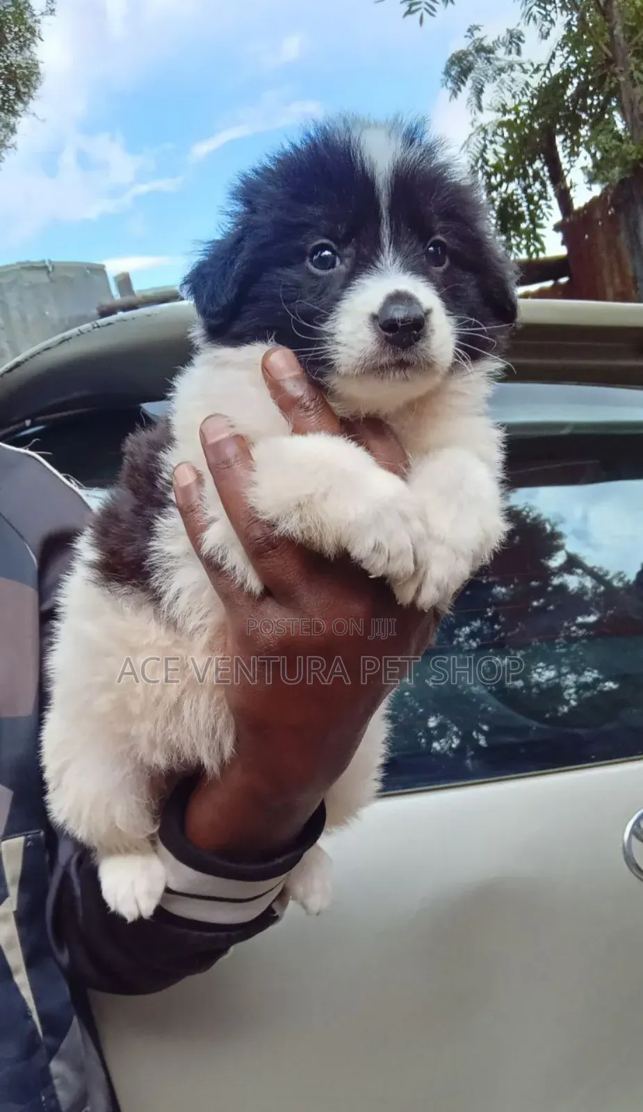 1-3 months Male Purebred Maltese