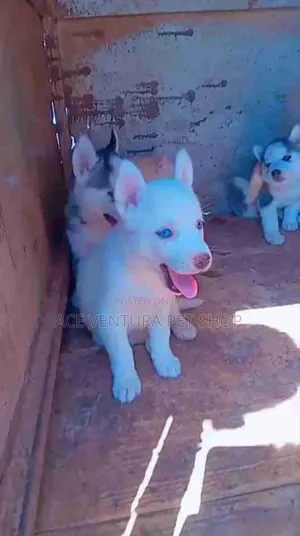 Photo - 1-3 months Male Purebred Siberian Husky