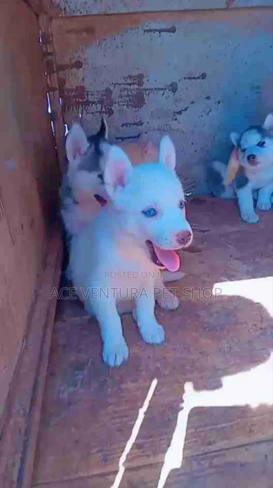 1-3 months Male Purebred Siberian Husky