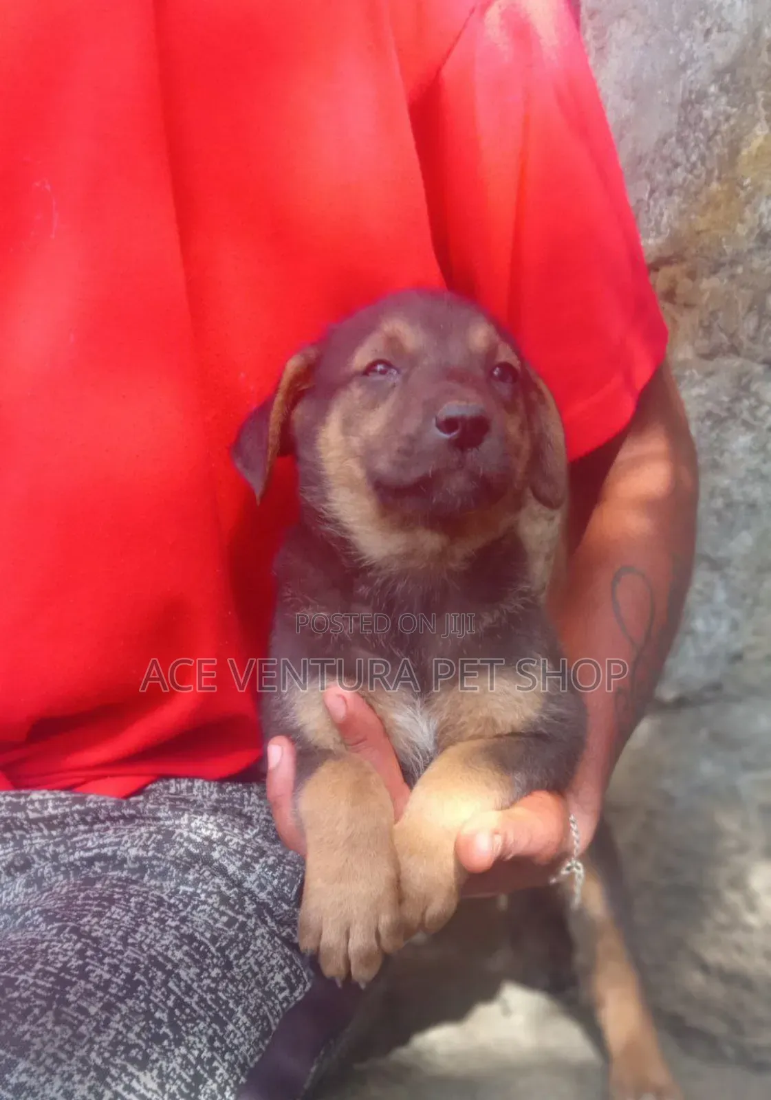 1-3 months Male Purebred German Shepherd