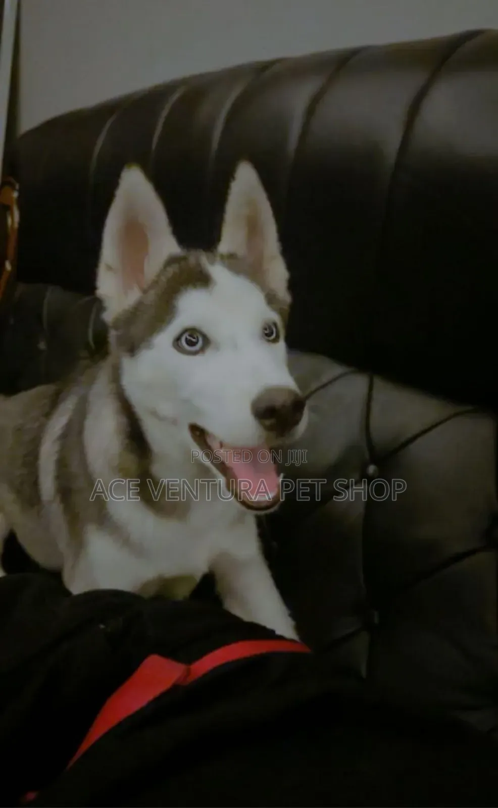 1-3 months Male Purebred Siberian Husky