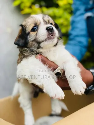 Photo - 1-3 months Male Purebred Maltese