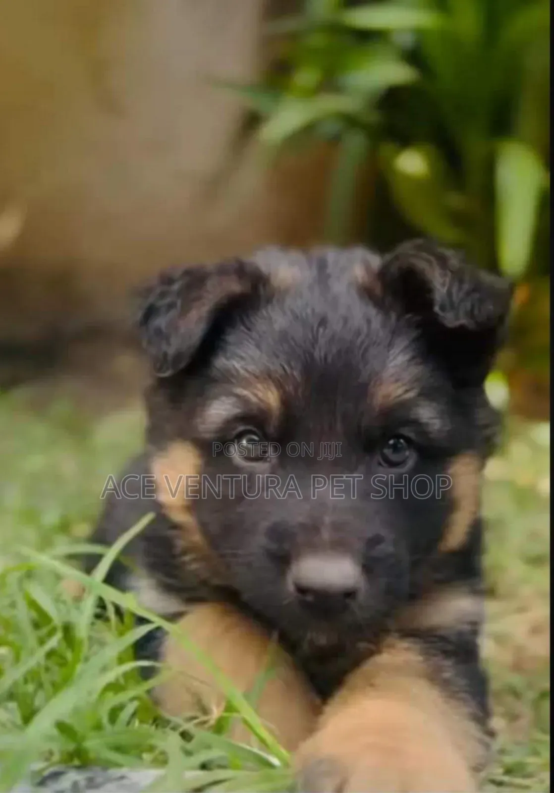 1-3 months Male Purebred German Shepherd
