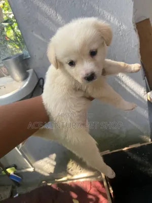 Photo - 1-3 months Male Purebred Maltese