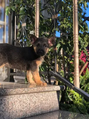 1-3 months Male Purebred German Shepherd