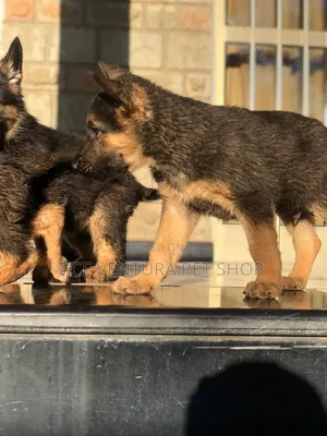 1-3 months Male Purebred German Shepherd