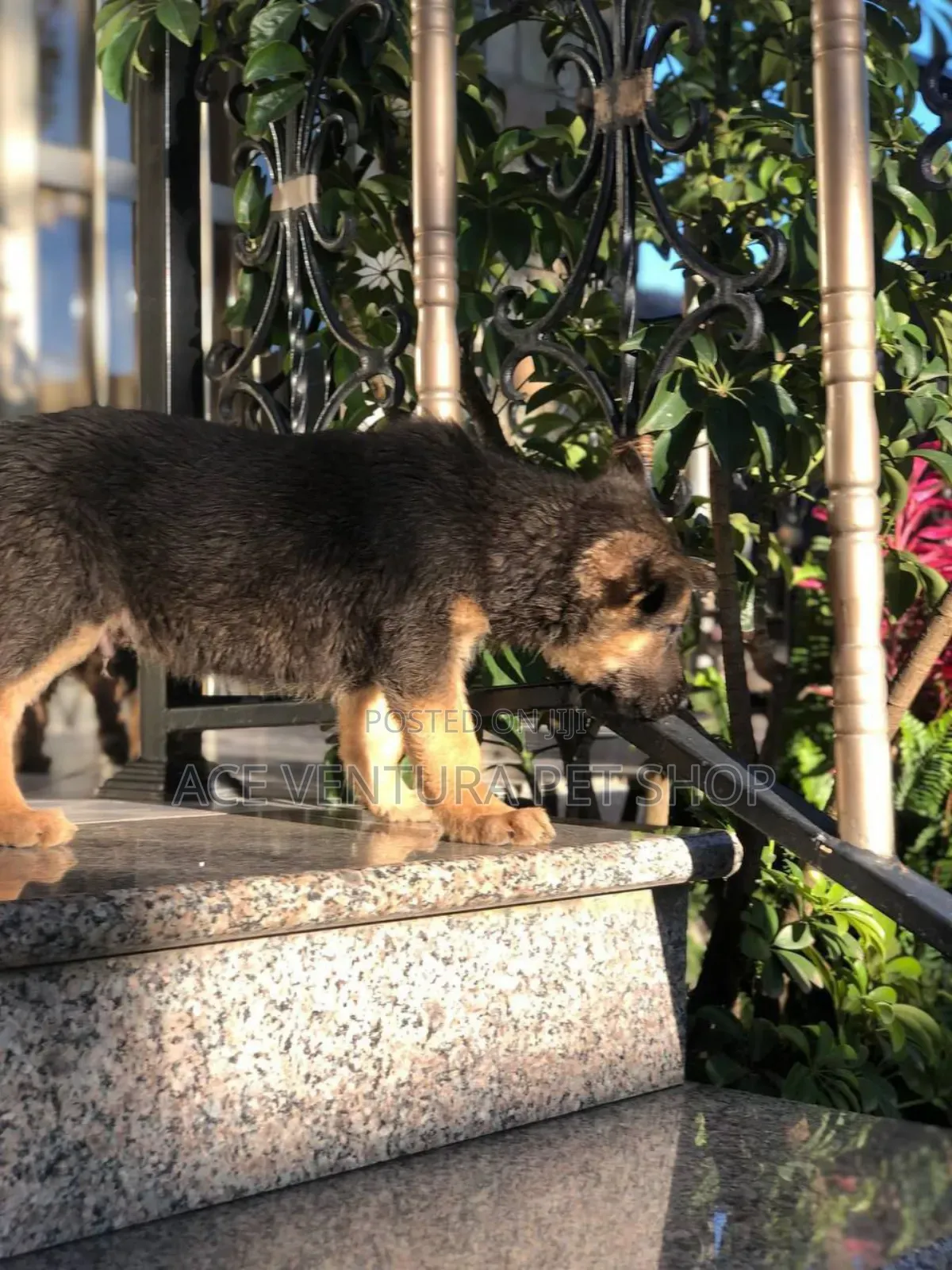 1-3 months Male Purebred German Shepherd