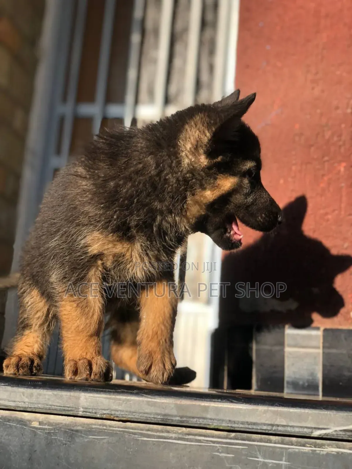 1-3 months Male Purebred German Shepherd