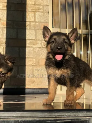 1-3 months Male Purebred German Shepherd
