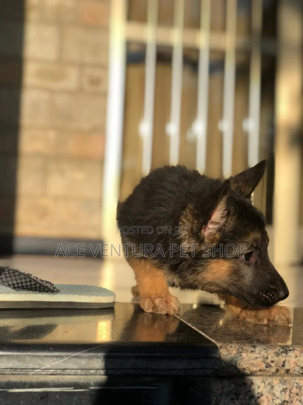 1-3 months Male Purebred German Shepherd