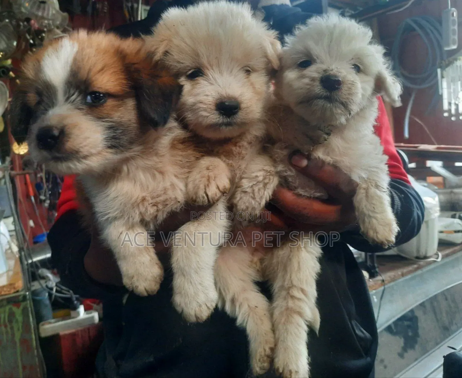 1-3 months Male Purebred Maltese