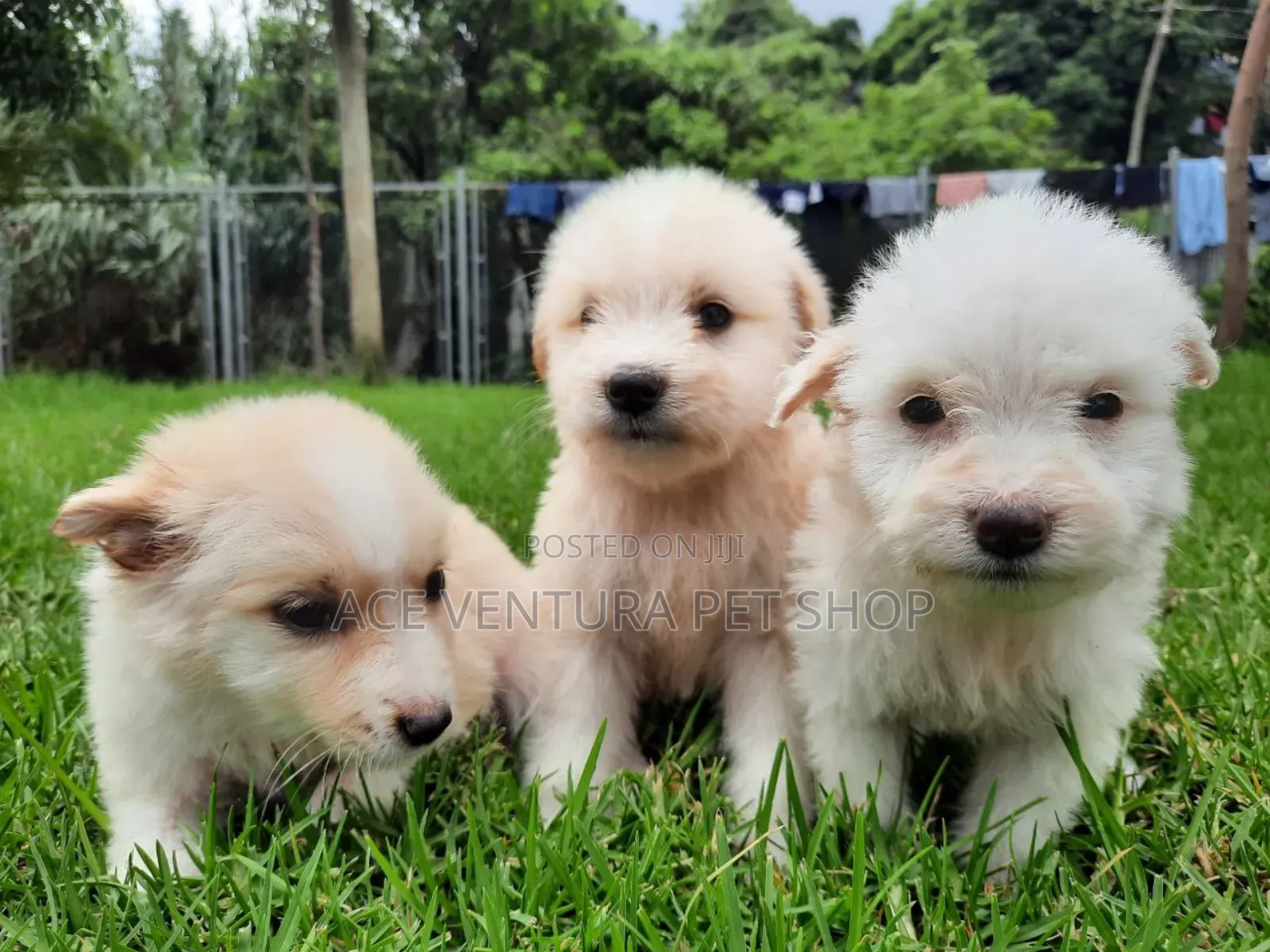 1-3 months Male Purebred Maltese